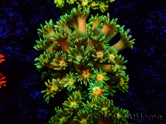 WYSIWYG Goniopora 9I5