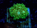 WYSIWYG Goniopora
