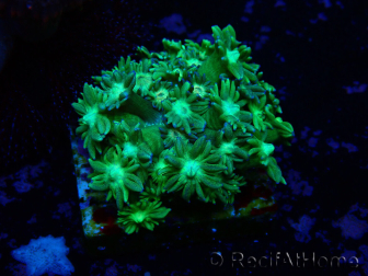 WYSIWYG Goniopora 9G2