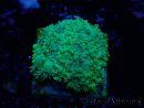 WYSIWYG Goniopora 9G3