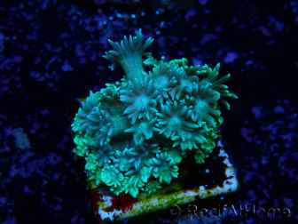 WYSIWYG Goniopora 9G4