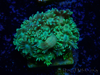 WYSIWYG Goniopora 9G5