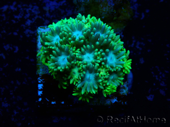 WYSIWYG Goniopora 9G6