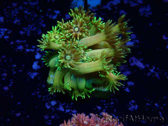 WYSIWYG Goniopora