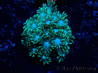 WYSIWYG Goniopora
