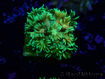 WYSIWYG Goniopora