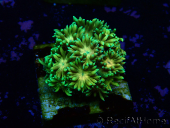 WYSIWYG Goniopora 9I2