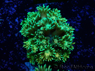 WYSIWYG Goniopora