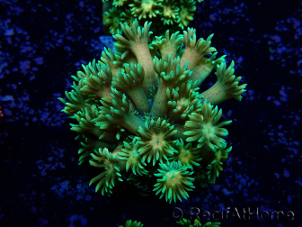 WYSIWYG Goniopora 9I5