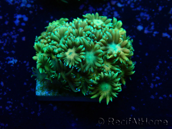 WYSIWYG Goniopora