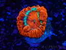 WYSIWYG Blastomussa wellsi 24C1