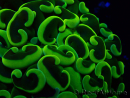 WYSIWYG Euphyllia ancora(Mariculture acclimaté sous LED) 7 (Skeleton 7 cm/Open 11 cm)