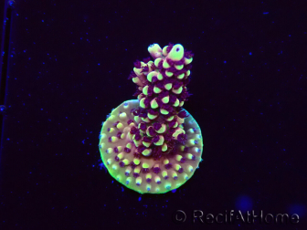 WYSIWYG RRC Acropora Pink cadillac 5R6