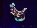 WYSIWYG RRC Acropora Pink cadillac 5R8