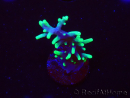WYSIWYG RAH Acropora carduus Black Dragon