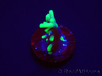 WYSIWYG RAH Acropora carduus Black Dragon