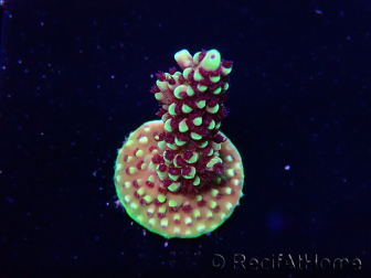 WYSIWYG RRC Acropora Pink cadillac