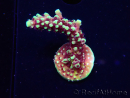 WYSIWYG RRC Acropora Pink cadillac 5R7