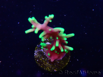 WYSIWYG RAH Acropora carduus Black Dragon
