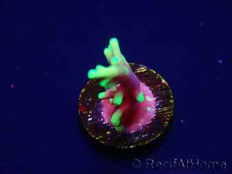 WYSIWYG RAH Acropora carduus Black Dragon