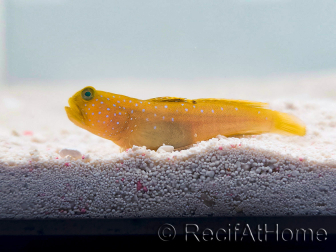 Cryptocentrus cinctus Allevamento MERS 3-5 cm