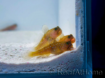 Cryptocentrus cinctus Elevage RAH 3-5 cm