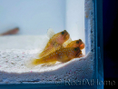 Cryptocentrus cinctus Elevage MERS 3-5 cm