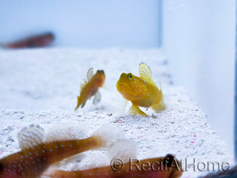 Cryptocentrus cinctus Cría MERS 3-5 cm