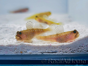 Cryptocentrus cinctus Cría MERS 3-5 cm