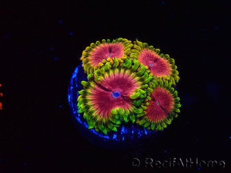 WYSIWYG - RAH Zoanthus Pink Diamond