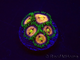 WYSIWYG - Zoanthus Laser Lemon 30A11