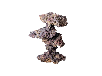new