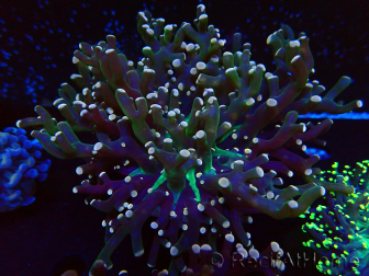 WYSIWYG Euphyllia paradivisa (Mariculture acclimaté sous LED) 10J2