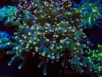 WYSIWYG Euphyllia paradivisa (Mariculture acclimated under LED) 10J4