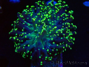 WYSIWYG Euphyllia paradivisa (Mariculture acclimaté sous LED) 10G8