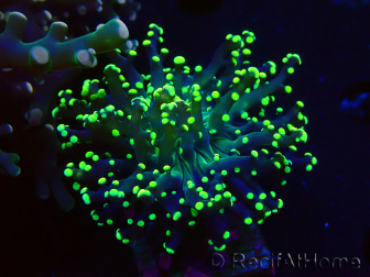 WYSIWYG Euphyllia paradivisa (Mariculture acclimated under LED)