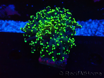 WYSIWYG Euphyllia paradivisa (Unter LED beleuchtete Marikultur-akklimatisiert)