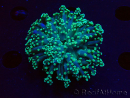 WYSIWYG Euphyllia yaeyamaensis (Mariculture acclimaté sous LED) 10I1