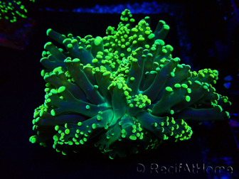WYSIWYG Euphyllia yaeyamaensis (Maricultured acclimated under LED) 10I3