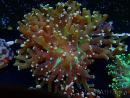WYSIWYG Euphyllia paradivisa (Mariculture acclimaté sous LED) 10G2