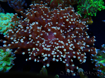 WYSIWYG Euphyllia paradivisa (Mariculture acclimaté sous LED) 10G3