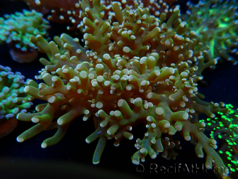WYSIWYG Euphyllia paradivisa (Maricoltura acclimatata sotto LED) 10J4