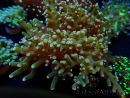 WYSIWYG Euphyllia paradivisa (Maricultura aclimatada bajo LED) 10J4