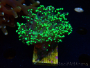 WYSIWYG Euphyllia paradivisa (Mariculture acclimaté sous LED) 10G8