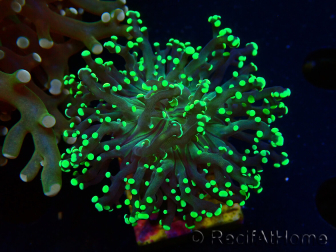 WYSIWYG Euphyllia paradivisa (Mariculture acclimaté sous LED) 4H5