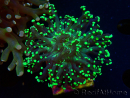 WYSIWYG Euphyllia paradivisa (Mariculture acclimaté sous LED) 4H5