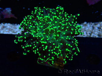 WYSIWYG Euphyllia paradivisa (Mariculture acclimaté sous LED) 4H6