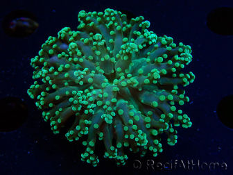 WYSIWYG Euphyllia yaeyamaensis (Mariculture acclimaté sous LED) 10I1