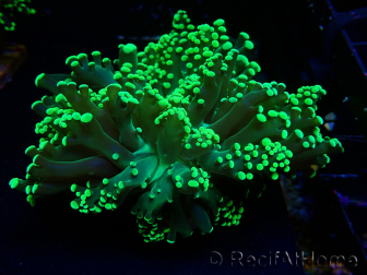 WYSIWYG Euphyllia yaeyamaensis (Maricultured acclimated under LED) 10I3