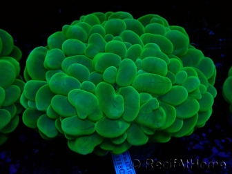 WYSIWYG Plerogyra sinuosa (Skeleton 5.5 cm/Open 11 cm)